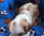 Valper cavalier king charles spaniel til salgs