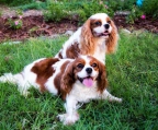 Valper cavalier king charles spaniel til salgs