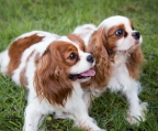 Valper cavalier king charles spaniel til salgs