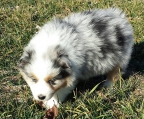 Valper Australian shepherd spaniel til salgs