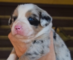 Valper Australian shepherd spaniel til salgs