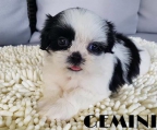 oppdrettere shih tzu 