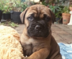 Valper bullmastiff til salgs