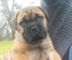 Valper bullmastiff til salgs