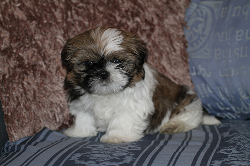 Shih tzu perro (adopción)