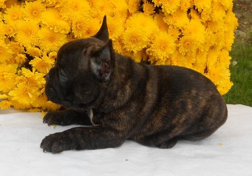 Mannlige og kvinnelige fransk bulldog valper for adopsjon