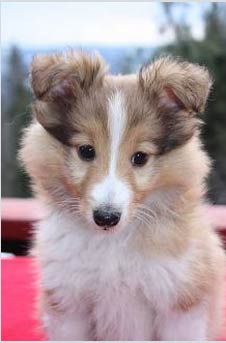 Shetland Sheepdog