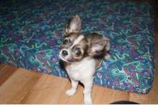 Eg selge min reinrase (langhåra) chiahuahua hond med et tongt hjerte! Han er 17 uker.
<br>
<br>For Zimba og alt utstyr for 10 000.
<br>
<br>han er ikje registrert - det vil sei at du får ikje brukt han til utstilling.
<br>
<br>utstyr består av : bur, to senger, 5 klesplagg + 4 små sokker,noken bamsa, to pledd, matskåler, ei veske, to turband - et er ikkje brukt og den andre litt brukt.
<br>
<br>Kun seriøse henvendelser.