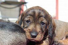 Dachshund strihåret valper født 9. mars, 1 hann og 4 tisper, 2 tisper for salg. 
<br>
<br>Far til valpene er N UCH NJV-11 Utrolig Av Larhjelm - NO31187/11. Øyelyst ua 15.04.23, Champion på utstilling og 1. pr på spor.
<br>
<br>Mor til valpene er Lommerusket\′s Huttemeitu - 18385/07. Øyelyst ua 06.06.10, CK på utstilling og 1 pr. på spor.
<br>
<br>For flere opplysninger, ta kontakt med oppdretter Hilde Ro og Kjetil A. Bø, kennel Lommerusket, tlf 979 71 826 eller 908 95 757.