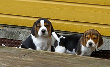 2 leveringsklare Beagle hanner tilsalgs