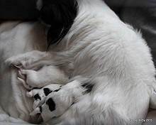 Japanese chin-valper