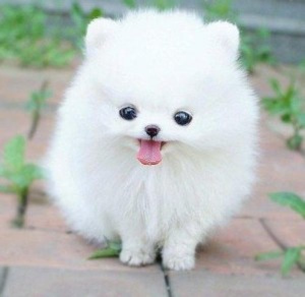 Micro Pomeranian valper