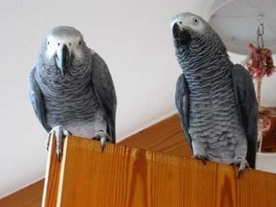 Nydelig afrikanske grå papegøyer mannlige og kvinnelige til salgs.