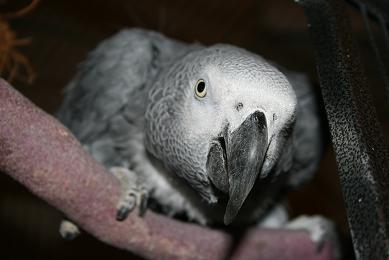 Sjenerøse afrikanske grå papegøyer mannlige og kvinnelige til salgs.