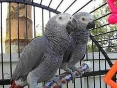 Enkle afrikanske grå papegøyer mannlige og kvinnelige til salgs.