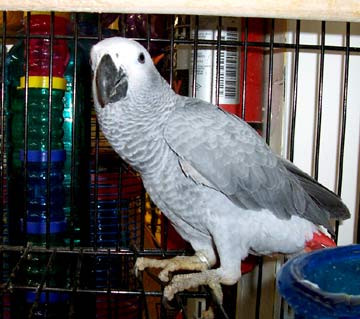 Milde og rolige afrikanske grå papegøyer mannlige og kvinnelige til salgs.