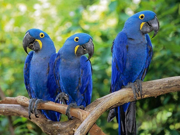 Macaw papegøyer mannlige og kvinnelige for salg. de er godt trent, kjent med barn og andre hjem dyr. kontakt til mer inf