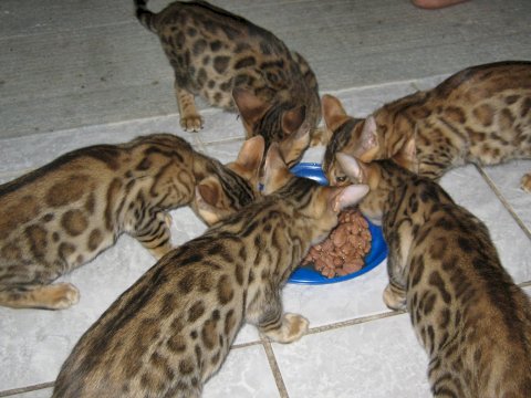  Bengal kattunger til salgs, til enhver kjærlig og omsorgsfull familie