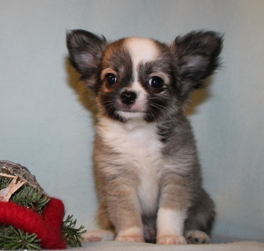 Vel trene Chihuahua valper for adopsjon,
<br>
<br>
<br>