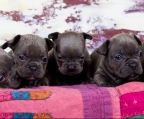 French bulldog valp til salgs