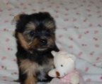 Teacup/Mini Yorkshire Terrier