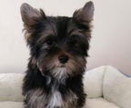 Kontakt flere oppdretter yorkshire terrier