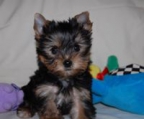 kjøpe Yorkshire Terrier valp