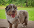 australian shepherd valper til salgs norge