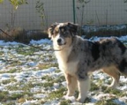 australian shepherd valper til salgs norge