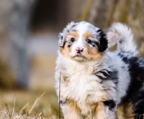 australian shepherd valper til salgs norge