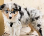 australian shepherd valper til salgs norge