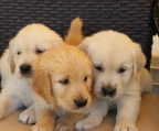 3 hanner tilgjengelig - Golden Retriever,  