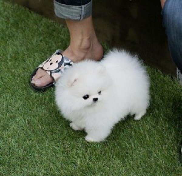 SKK registrerad Långhårig Pomeranian valper vit hona svart hane född . Ger Vit och svart valpar. Trevlig! alltid glad och snäll. Van vid barn katter och andra hundar.
<br>Omplacering är brådskande men vi kommer att välja rätt hem!