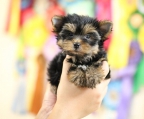 kennel yorkshire terrier