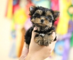 yorkshire terrier kullet