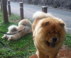 chow chow valp pris