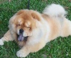 chow chow oppdretter