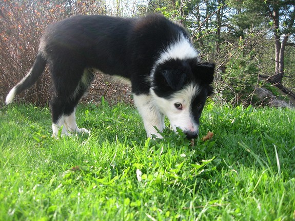 LEVERINGSKLAR BORDER COLLIE