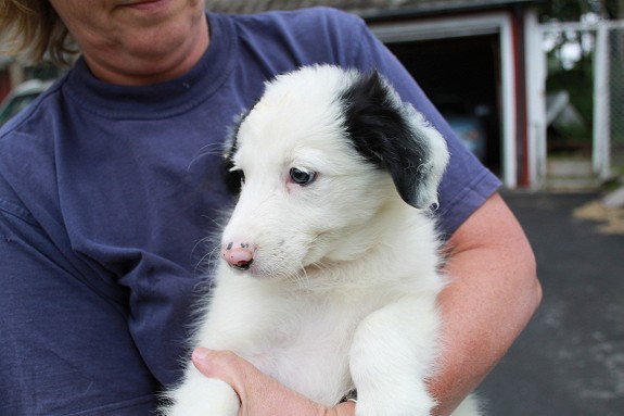 Border Collie Vapler