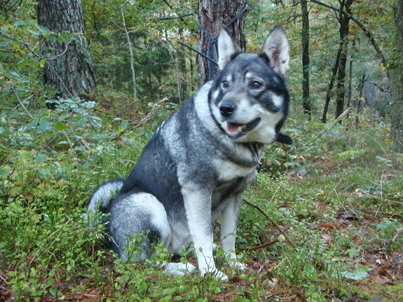 Jæmthundvalper