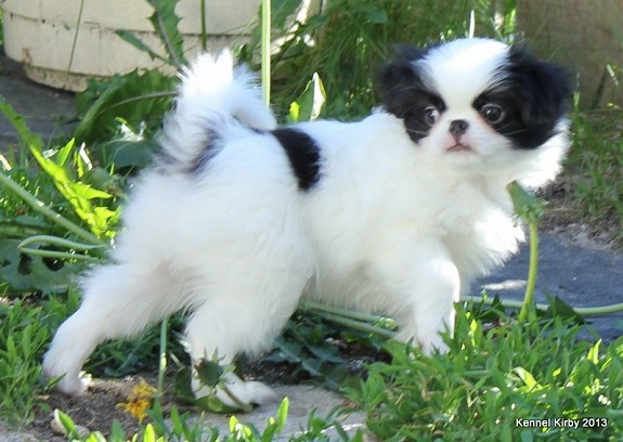 Japanese chin-valper, lev.klar i morgen:-)