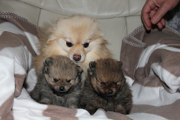 Nydelige Pomeranian hannvalper