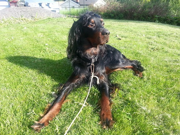 Gordon Setter hann 4 år