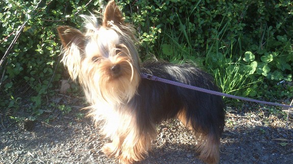 yorkshire terrier valp