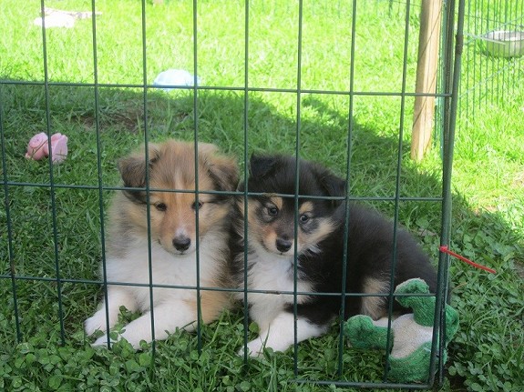 Shetland Sheepdog valper