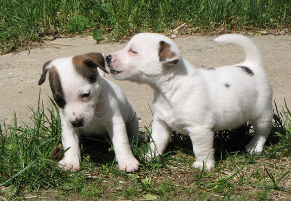 NKK Reg. Jack Russell Terrier valper