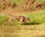 Weimaraner tysk jakthund