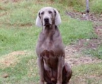 weimaraner salg