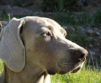 weimaraner  valper til salgs