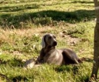 weimaraner pris